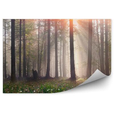 Fototapeta na zeď Květiny na mýtině stromy mlha záře světla