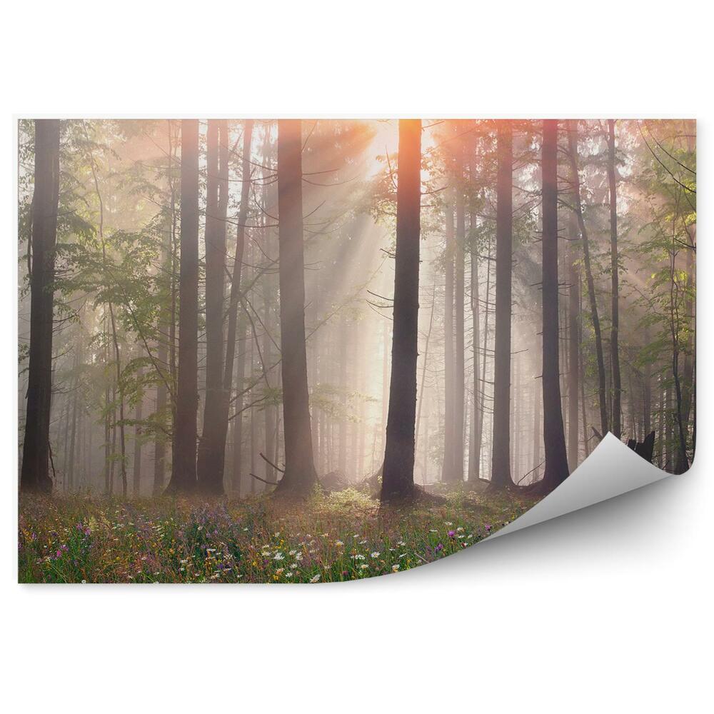 Samolepící fototapeta Lesní mlha tráva stromy mýtina