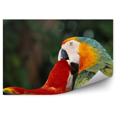 Fototapeta Papouščí polibek