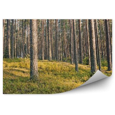 Samolepící fototapeta Trávy jehličnatých lesů