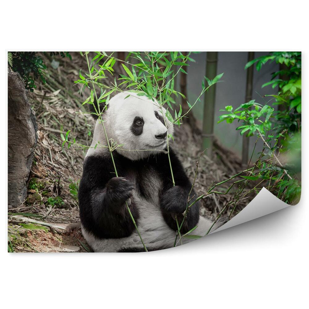 Fototapeta na zeď Panda držící bambusové listy