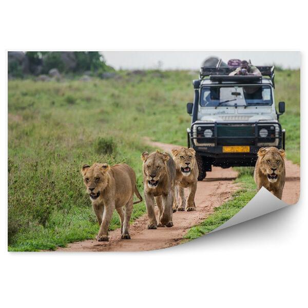 Samolepící fototapeta Sloni silniční zvířata safari auto příroda