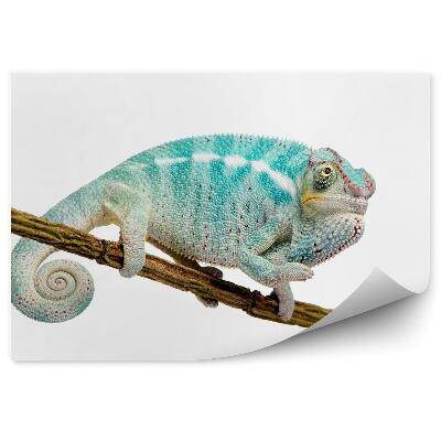 Samolepící fototapeta Mladý chameleon na větvičce na bílém pozadí