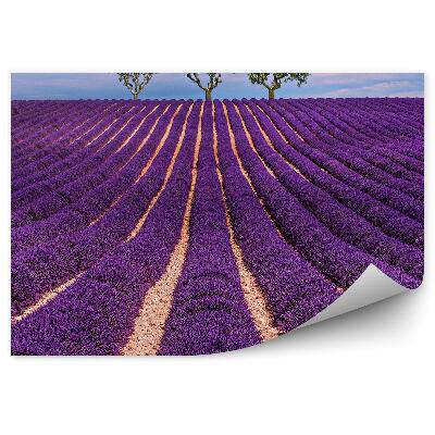 Fototapeta na zeď Levandule pole obloha mraky stromy