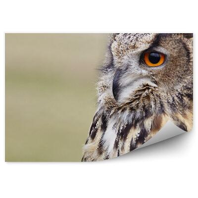 Samolepící fototapeta Sova zblízka