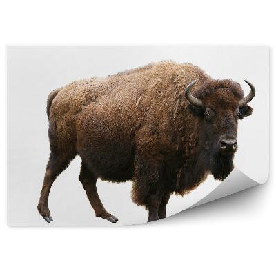 Fototapeta na zeď Zubr na bílém pozadí