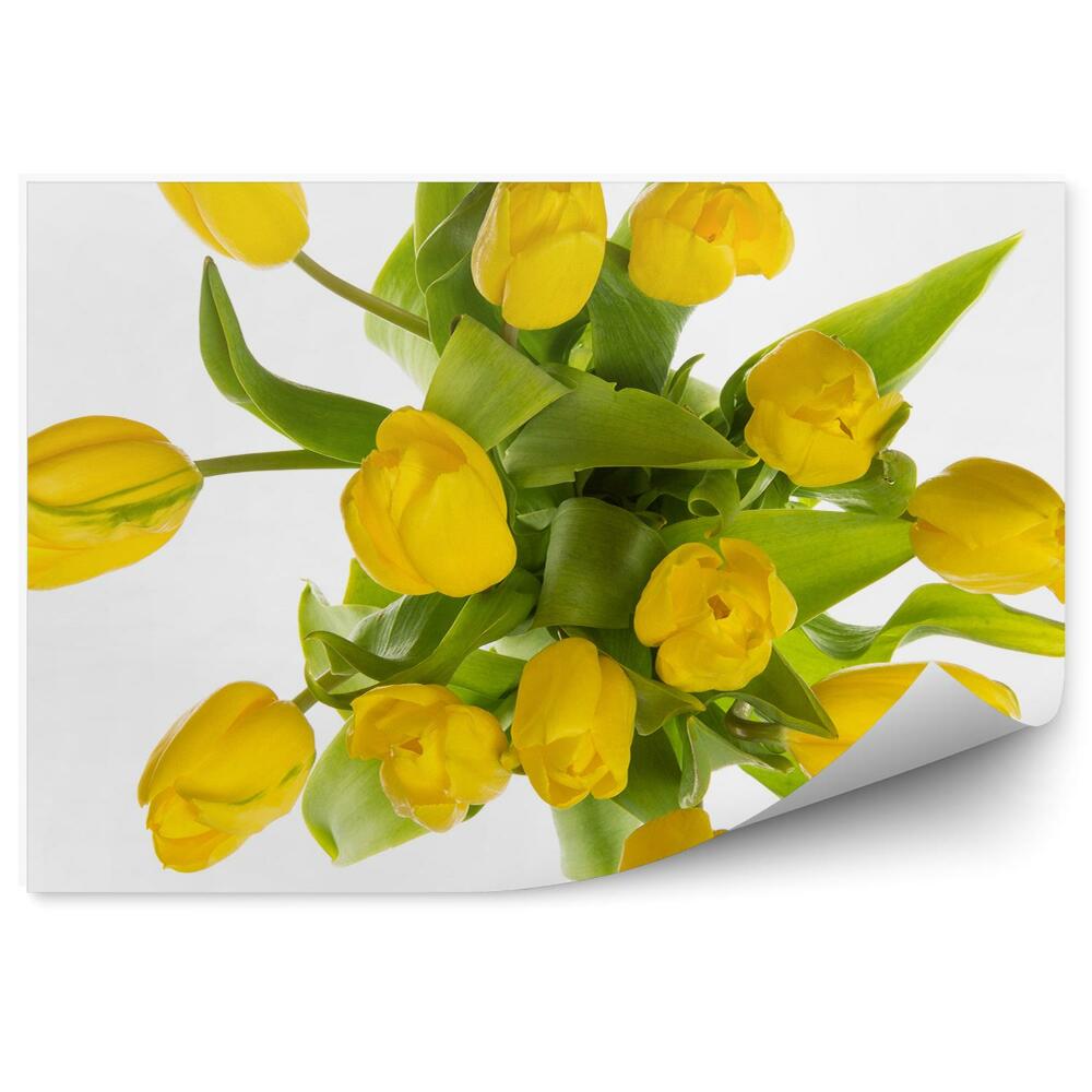 Fototapeta Jemné žluté tulipány