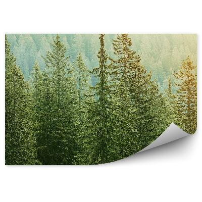 Samolepící fototapeta Světlo přes jehly