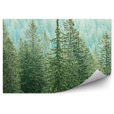 Fototapeta na zeď Les je zelená oáza klidu