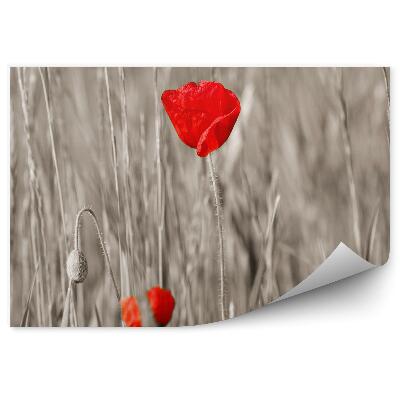 Fototapeta Červené máky šedé stonky květy okvětní lístky