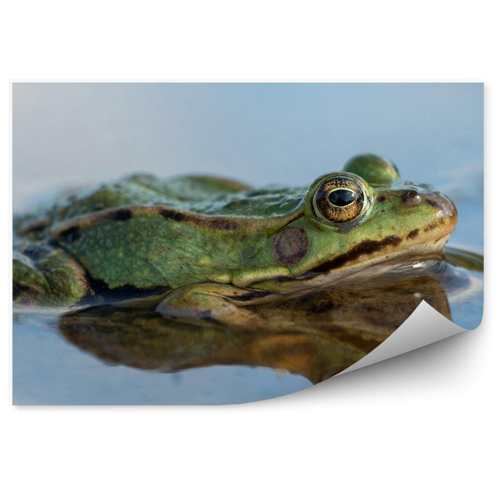 Fototapeta Žába v rybníce