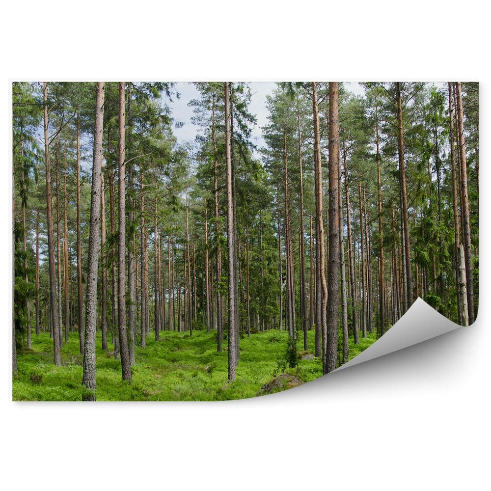 Fototapeta Jehličnatý les tráva