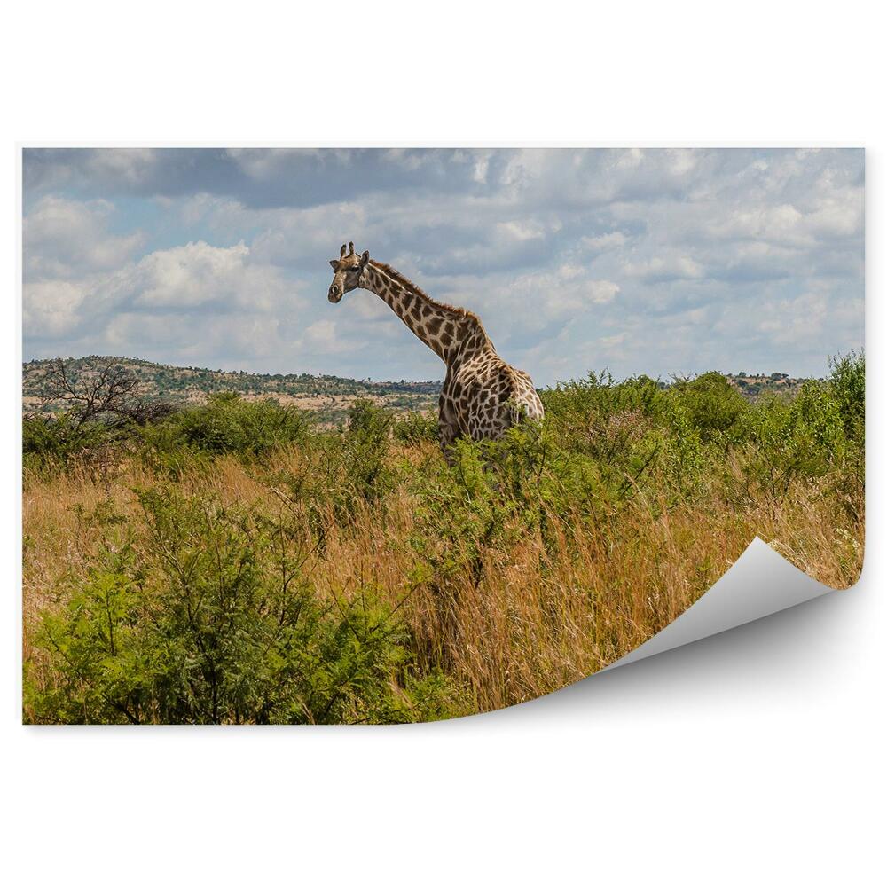 Fototapeta Žirafa národní park tráva zeleň