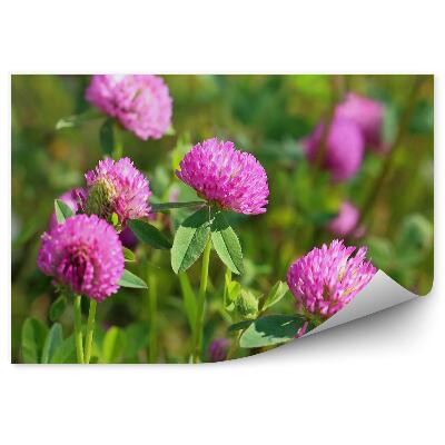 Fototapeta na zeď Closeup luční květy červeného jetele