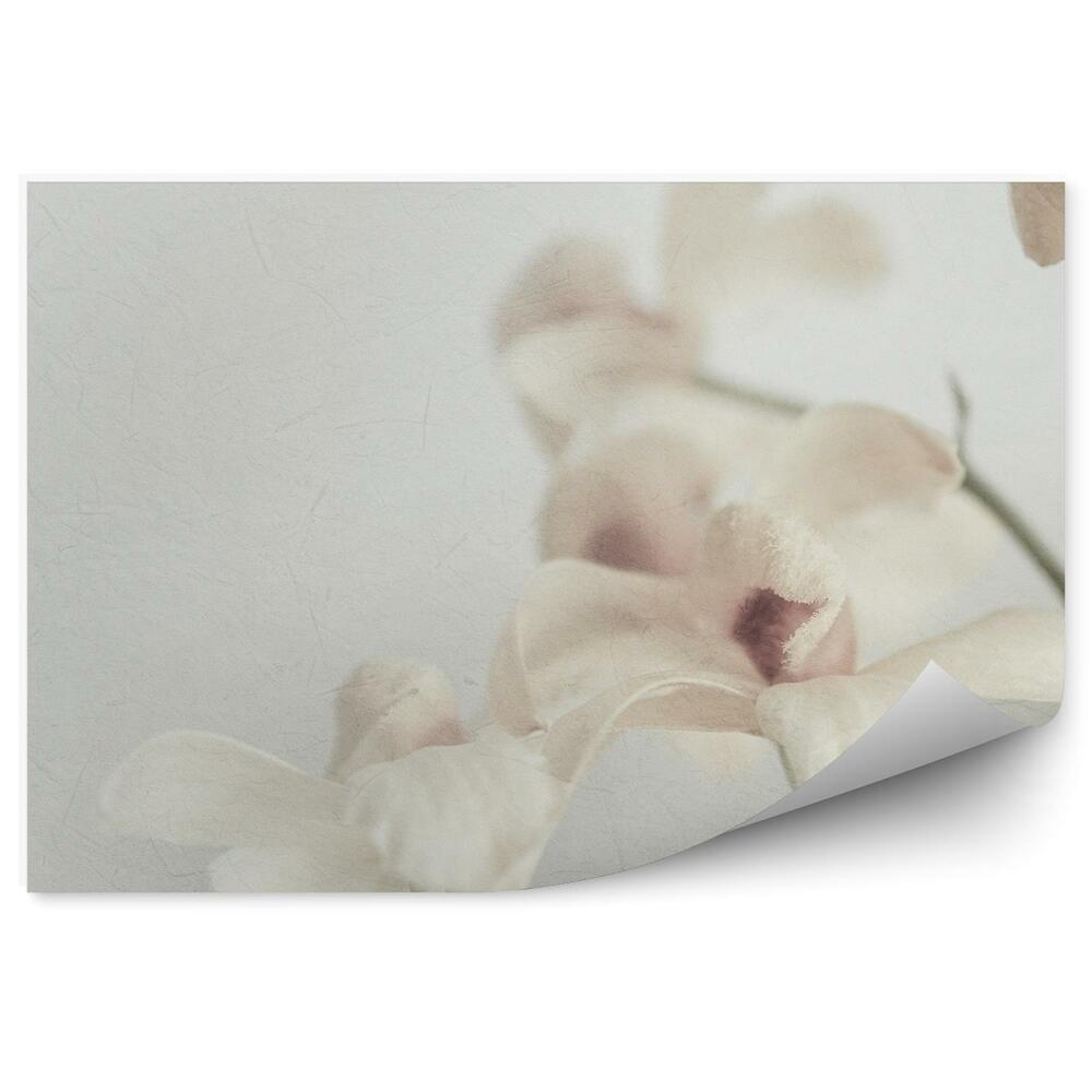 Samolepící fototapeta Bílé orchideje