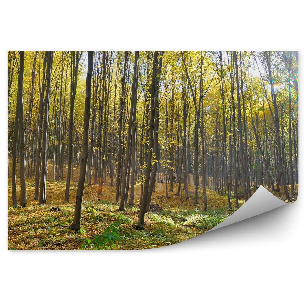 Samolepící fototapeta Podzimní les