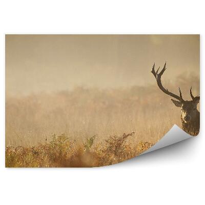 Fototapeta na zeď Jelen na mlžné louce