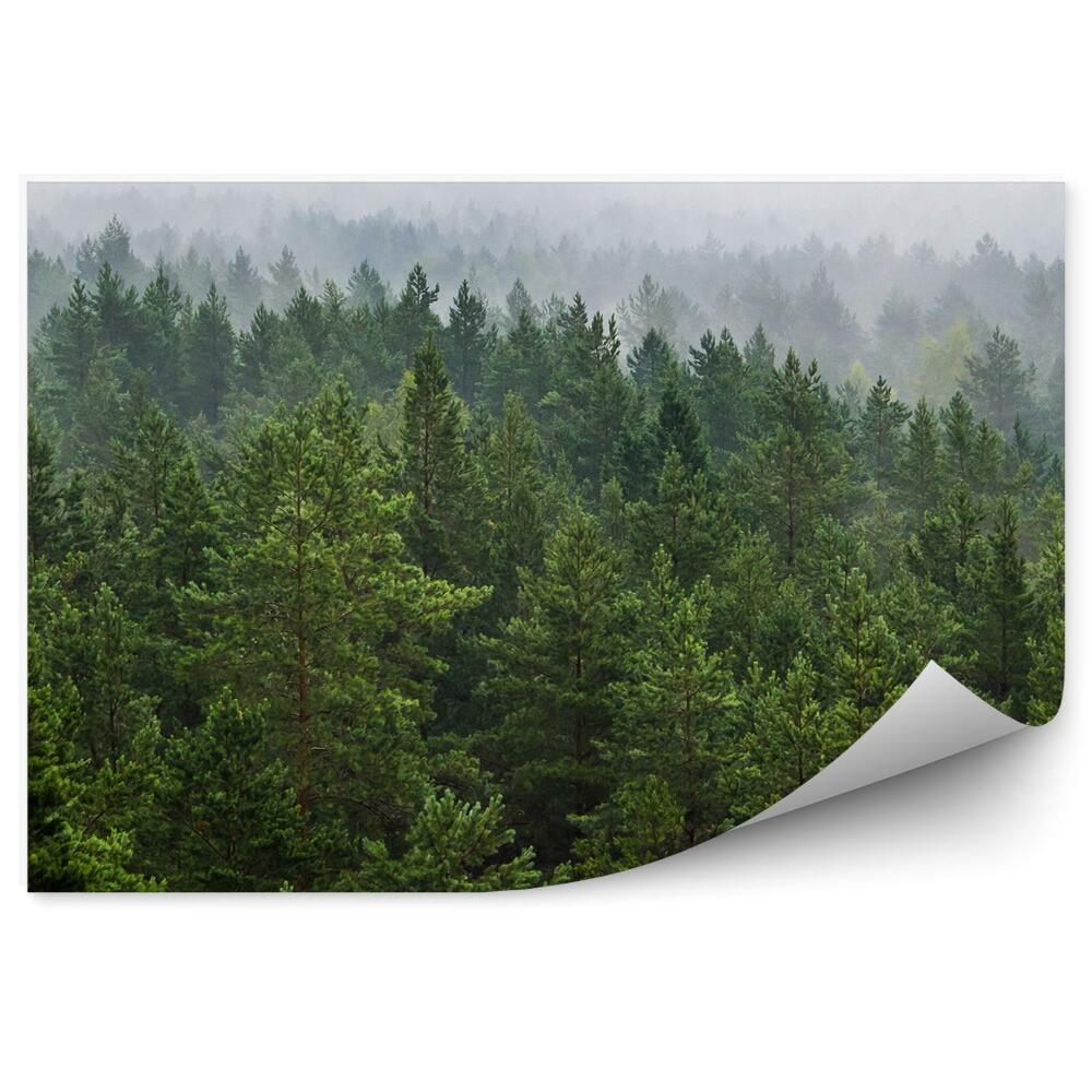 Fototapeta na zeď Mlha nad lesem zelené a bílé vánoční stromky