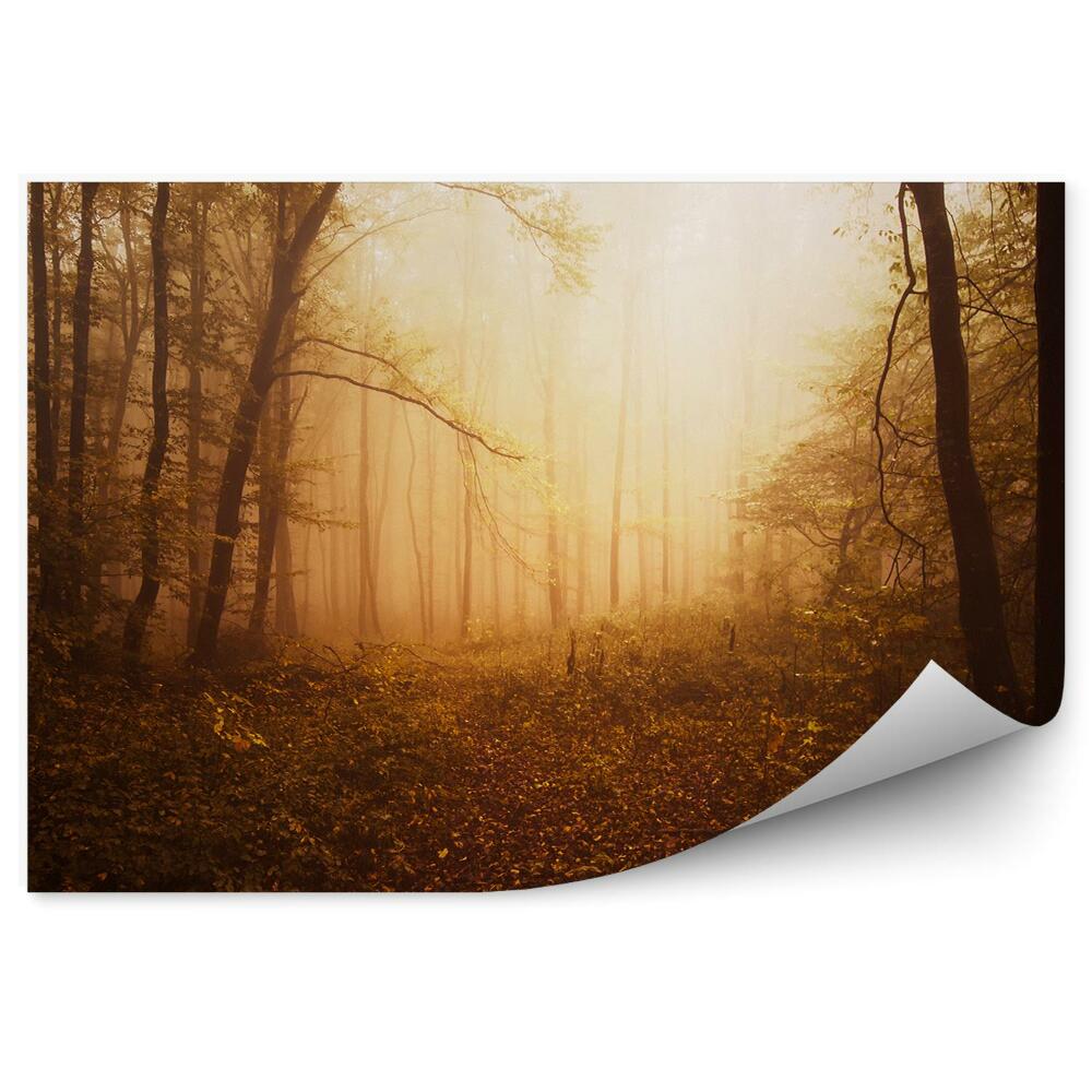 Fototapeta Oceán palmy západ slunce mraky
