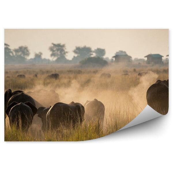 Fototapeta Stromy zebry silnice tráva savana obloha mraky