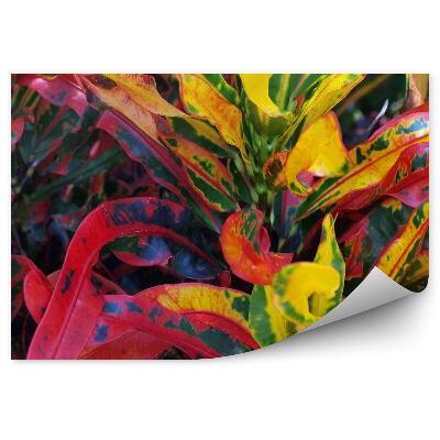 Fototapeta Barevné rostliny listy zelené žluté červené