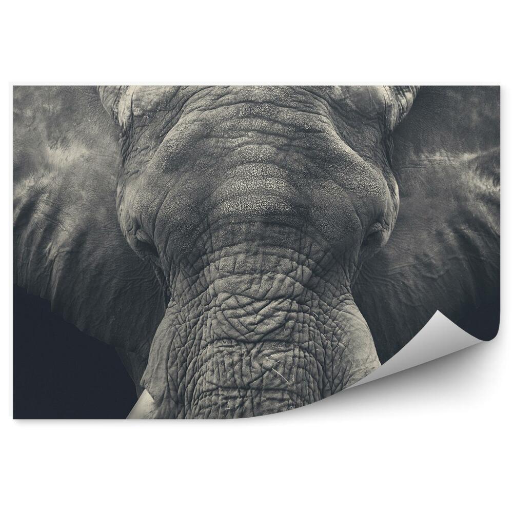 Fototapeta Fotografie slona afrického zblízka