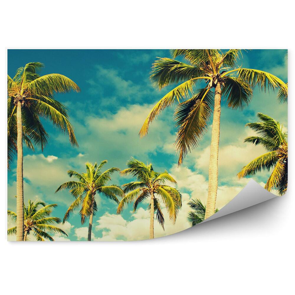 Fototapeta na zeď Tropické nebe a palmy