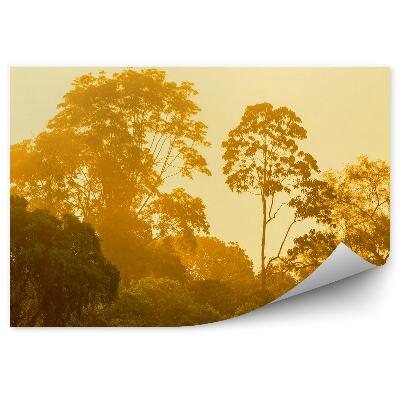 Samolepící fototapeta Světlé stromy lesní příroda