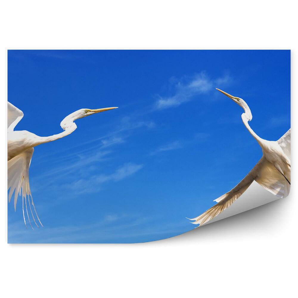 Samolepící fototapeta Dva letící jeřábi na pozadí oblohy