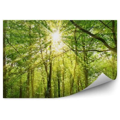 Samolepící fototapeta Slunce svítí skrz koruny stromů