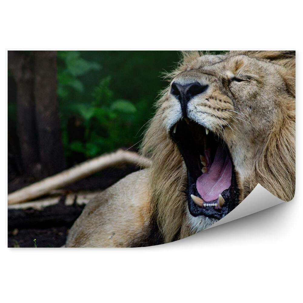Fototapeta Řvoucí lev