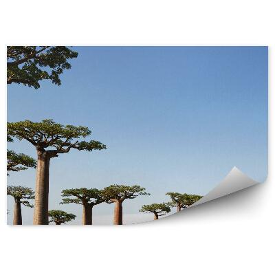 Fototapeta Akácie strom tráva tygr západ slunce