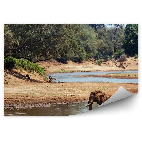 Samolepící fototapeta Národní park slon africký voda stromy