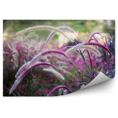 Fototapeta Louka s divokou trávou