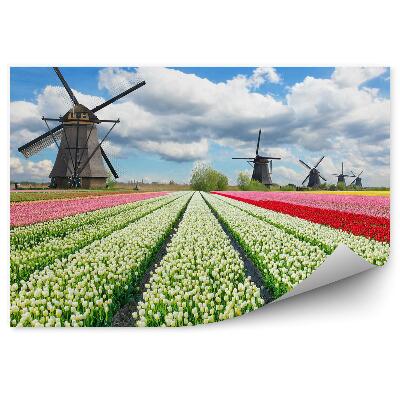 Fototapeta Tulipány barevné květy pole mezi větrnými mlýny