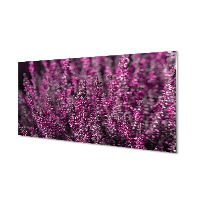 Skleněný obraz na stěnu Růžové květy vřesu