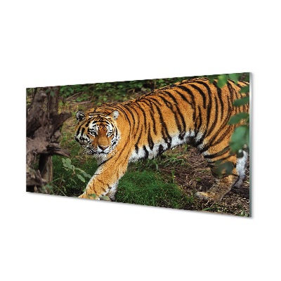 Skleněný obraz na zeď Tygr při lovu