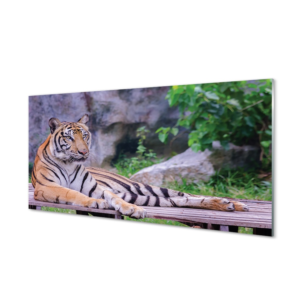 Moderní skleněný obraz Tygr u skály v zoo
