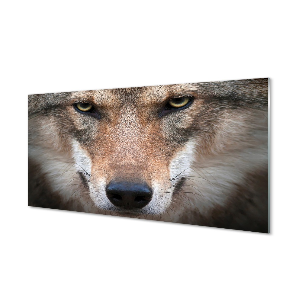 Luxusní skleněný obraz Vlčí oči