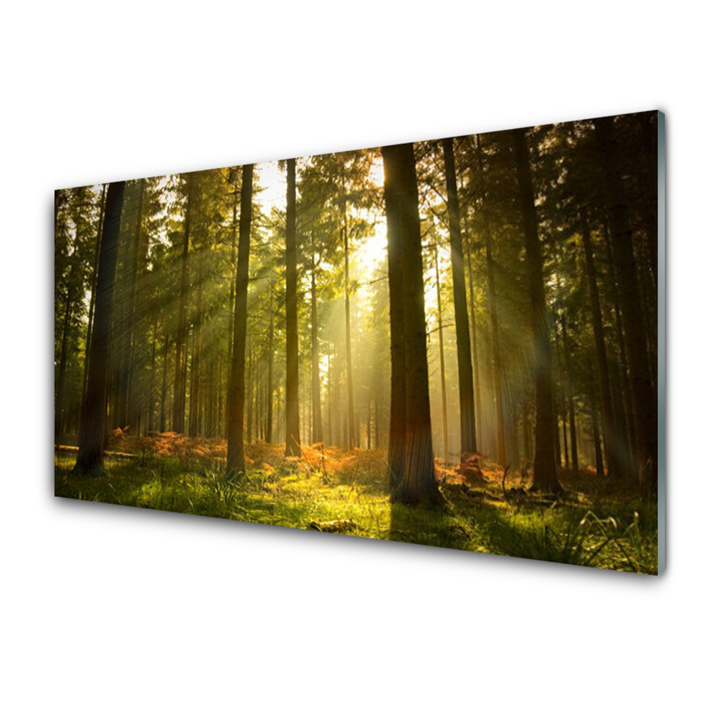 Luxusní skleněný obraz Les po ránu Stromy