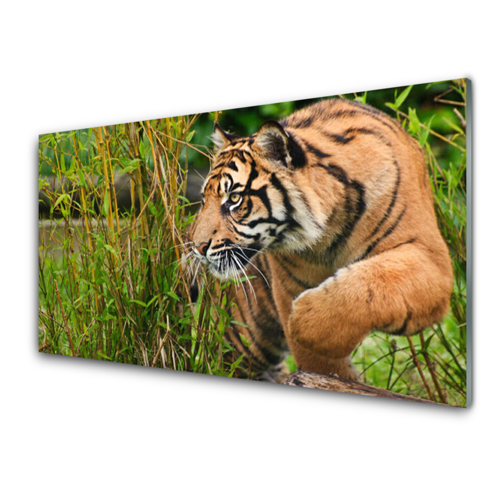 Skleněný obraz Lovící tygr