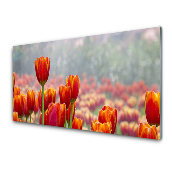 Obraz na skle Pole červených tulipánů