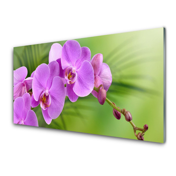 Obraz na skle Orchidej Orchidej zelené pozadí