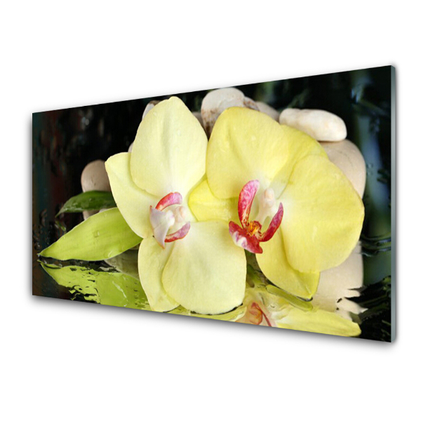 Skleněný obraz Žluté okvětní lístky Květ orchideje