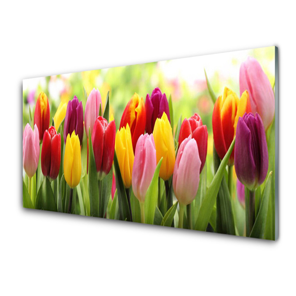 Obraz na skle Barevné tulipány Přírodní květiny