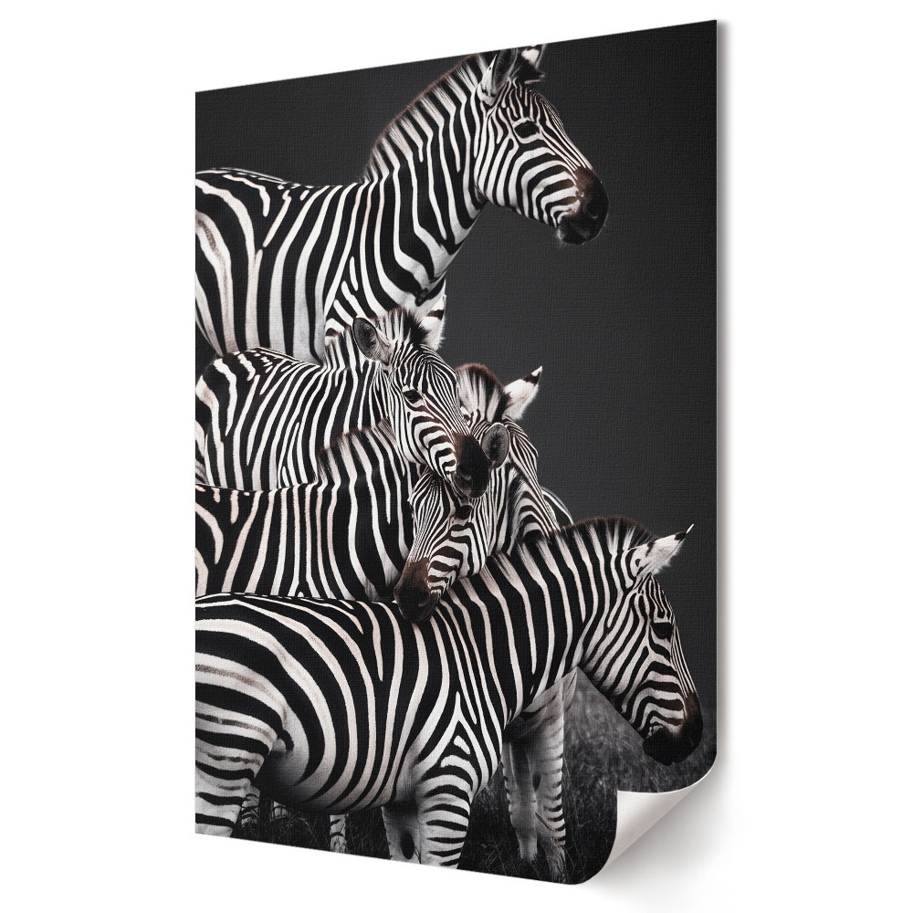 Moderní grafika na plátně Zebra v černé a bílé harmonii