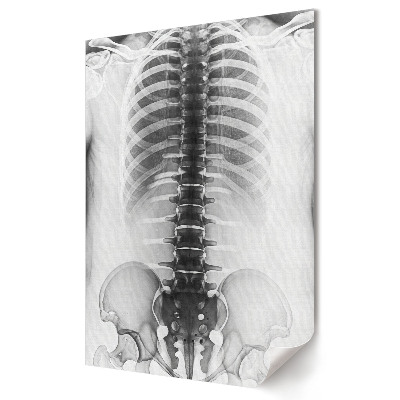 Moderní grafika na plátně Anatomie páteře a hrudníku