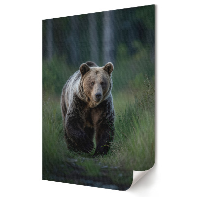 Plakát na zeď Grizzly ve svém přirozeném prostředí