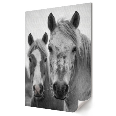 Tisk na plátno Blízké setkání s koňmi v monochromatickém režimu