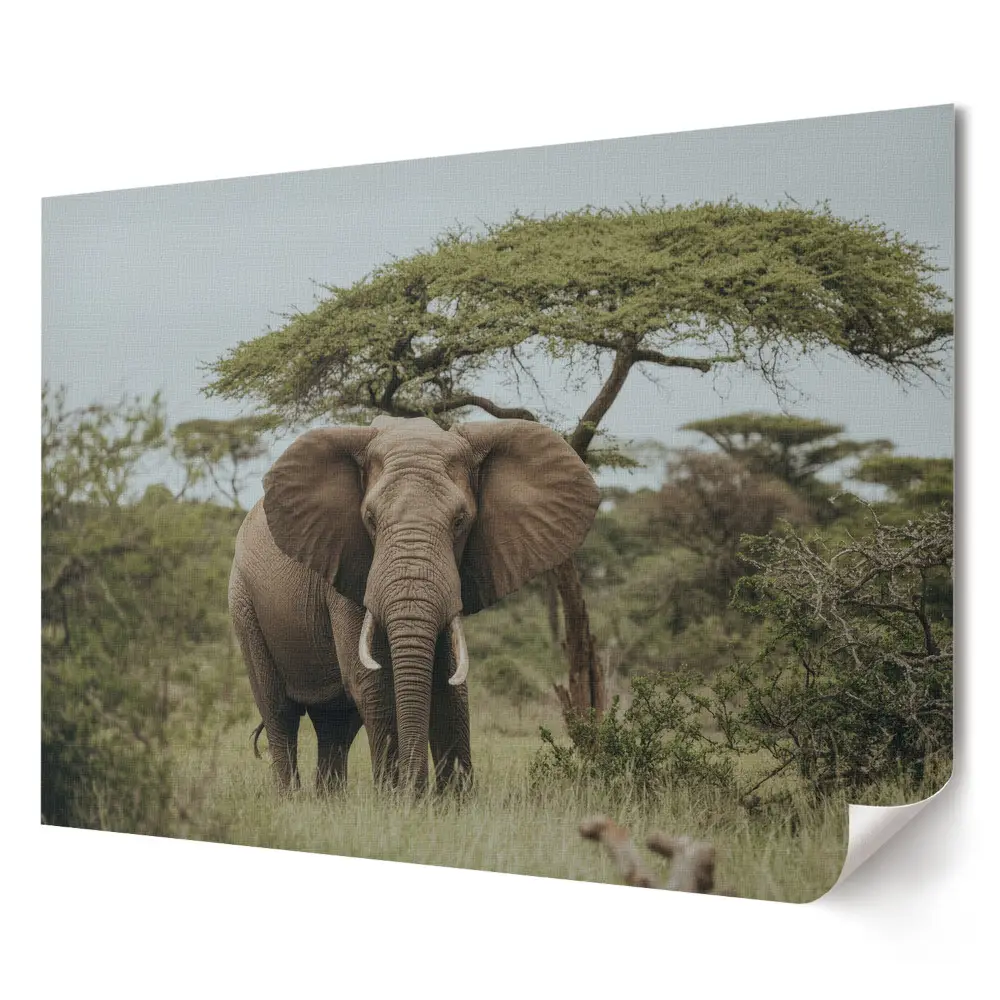 Plakát z vlastní fotografie Slon v africké krajině